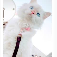 Rag doll kitten | white cats | blue eyes | rag doll cats For Sale