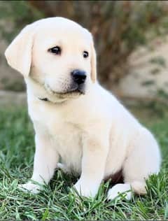 Labrador puppie for sale delivery all over Pakistan