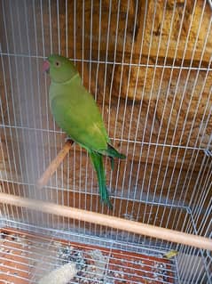 green parrot