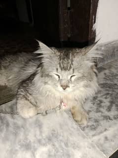 Persian male cat