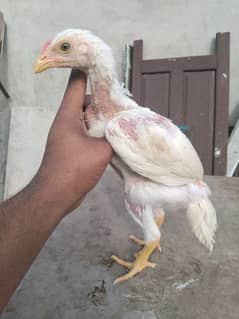 1 female 2male paper white heera aseel chicks