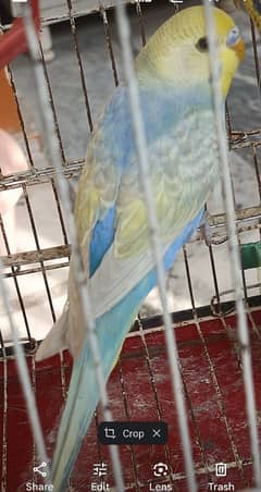 High Quality Rainbow Budgies For Sale