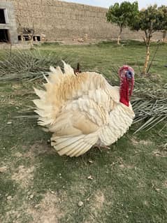 Turkey Male breeder