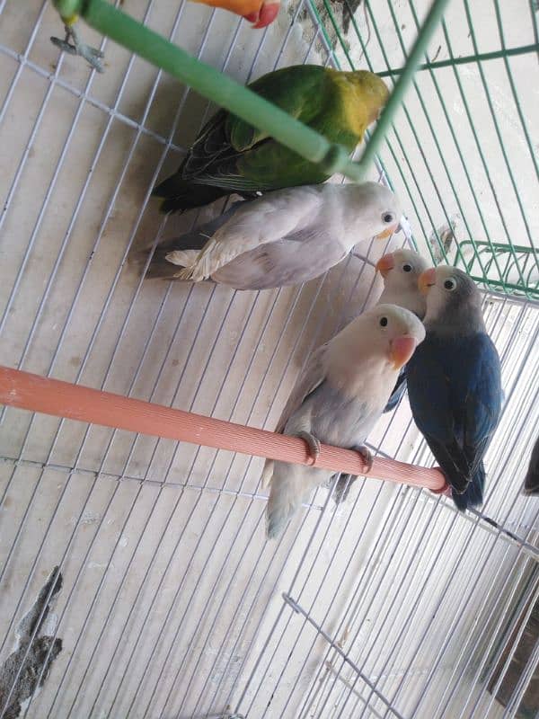 Love birds 4