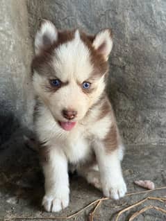 Husky pup