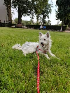 Terrier triple coated female for sale