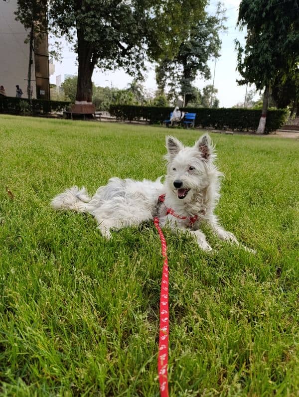 Terrier triple coated female for sale 0