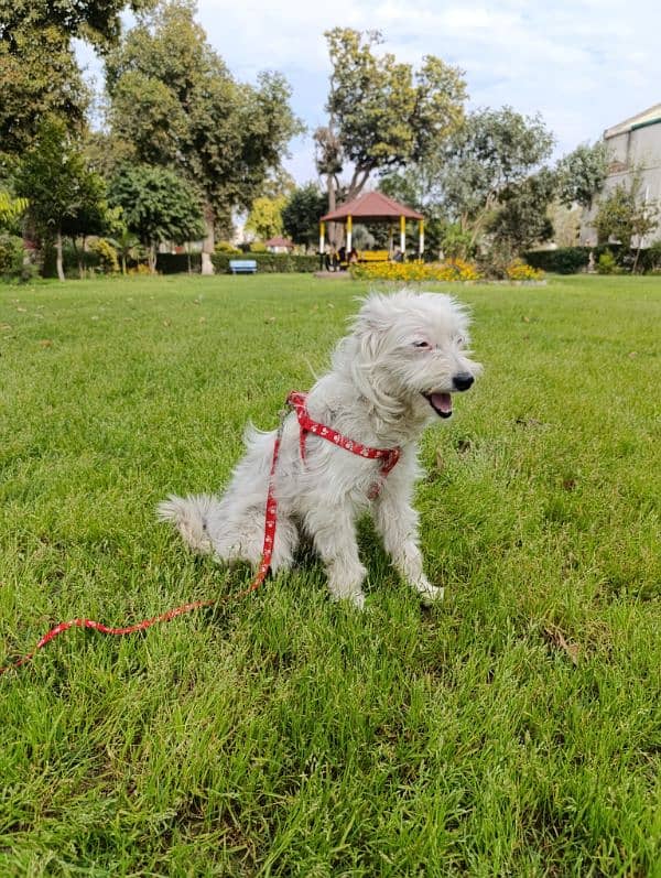 Terrier triple coated female for sale 1