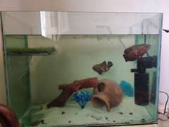 Aquarium for sale 2*1.5*1 ft