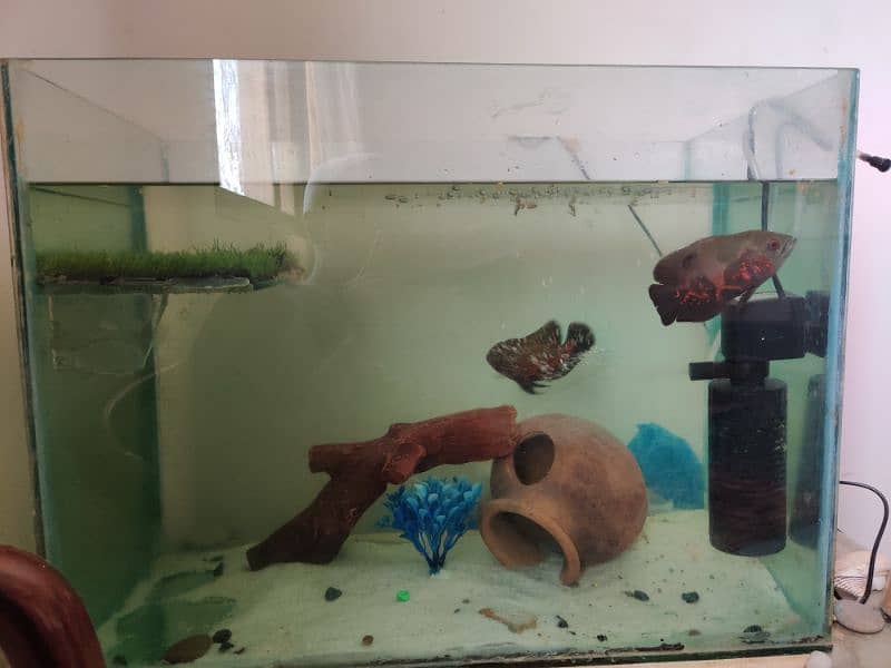 Aquarium for sale 2*1.5*1 ft 0