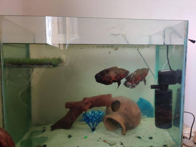 Aquarium for sale 2*1.5*1 ft 1