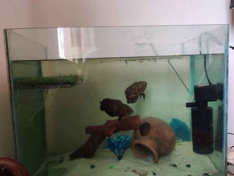 Aquarium for sale 2*1.5*1 ft 2