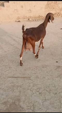 Goat with 3 kids