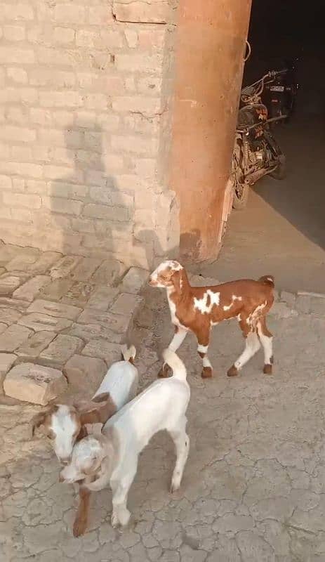 Goat with 3 kids 1