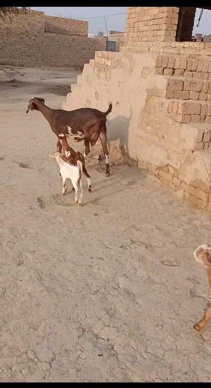 Goat with 3 kids 2