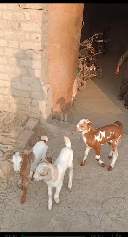 Goat with 3 kids 3