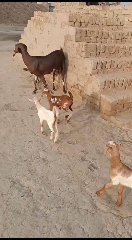 Goat with 3 kids 4