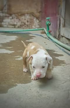 American pitbull male puppy for sale