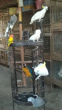 macaw, cocato,gray 03156376925