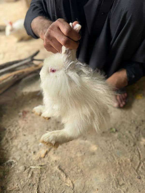 English Angora Rabbit For Sale 0