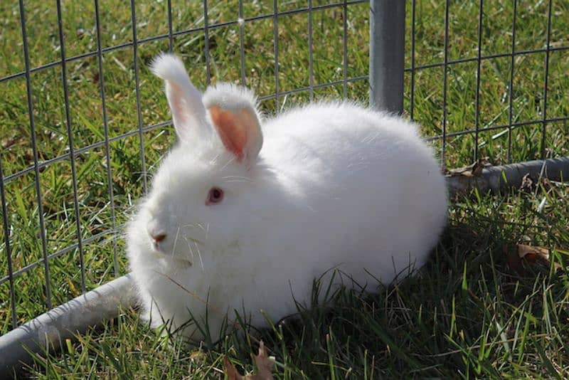 English Angora Rabbit For Sale 1