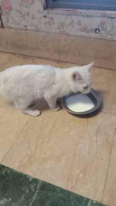 Persian baby cat for sale