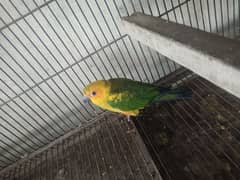 sun conure