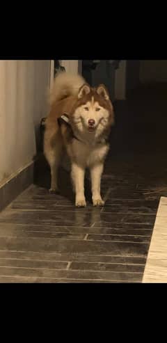 Extreme wooly coat male Siberian Husky available for sell