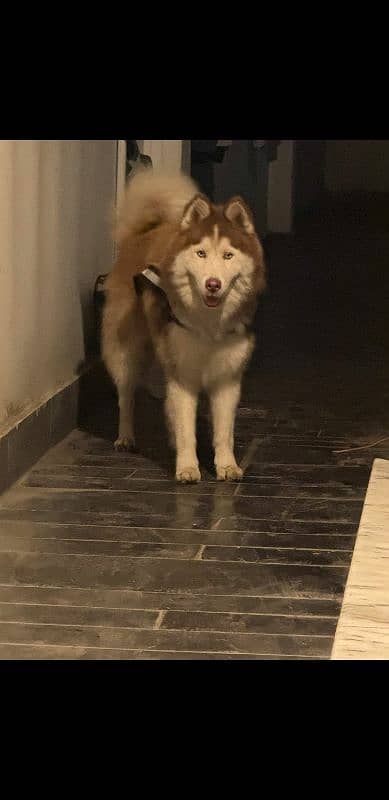 Extreme wooly coat male Siberian Husky available for sell 0