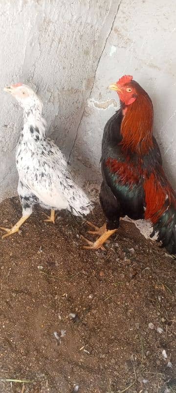 healthy and good aseel pair for sale 0