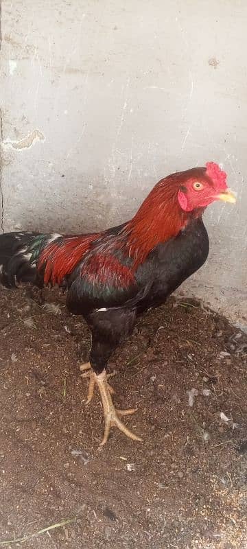 healthy and good aseel pair for sale 1