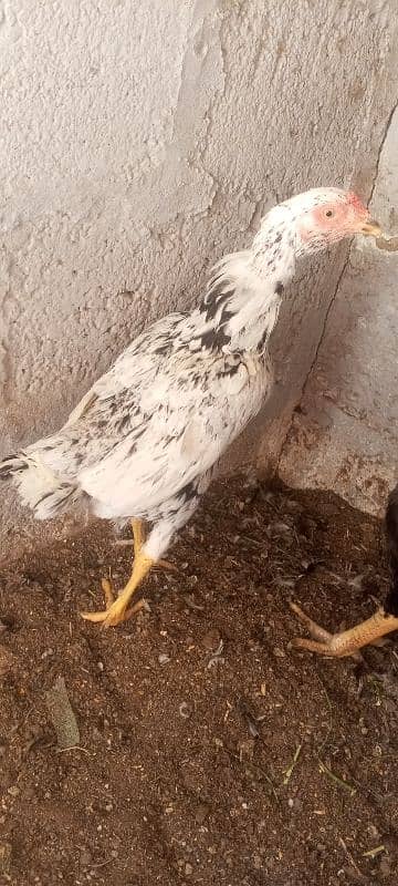 healthy and good aseel pair for sale 2