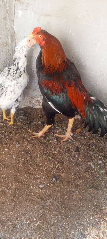 healthy and good aseel pair for sale 3