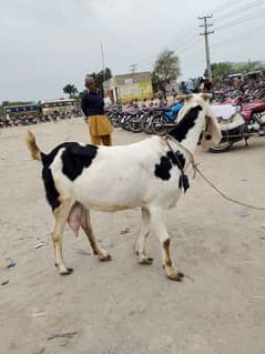 pure dasi bakri 1 ltr dhodh dati ha