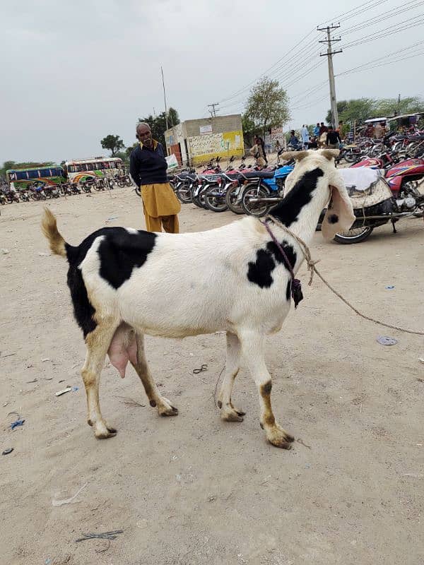 pure dasi bakri 1 ltr dhodh dati ha 0