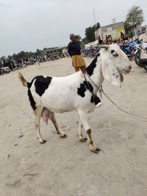 pure dasi bakri 1 ltr dhodh dati ha 2