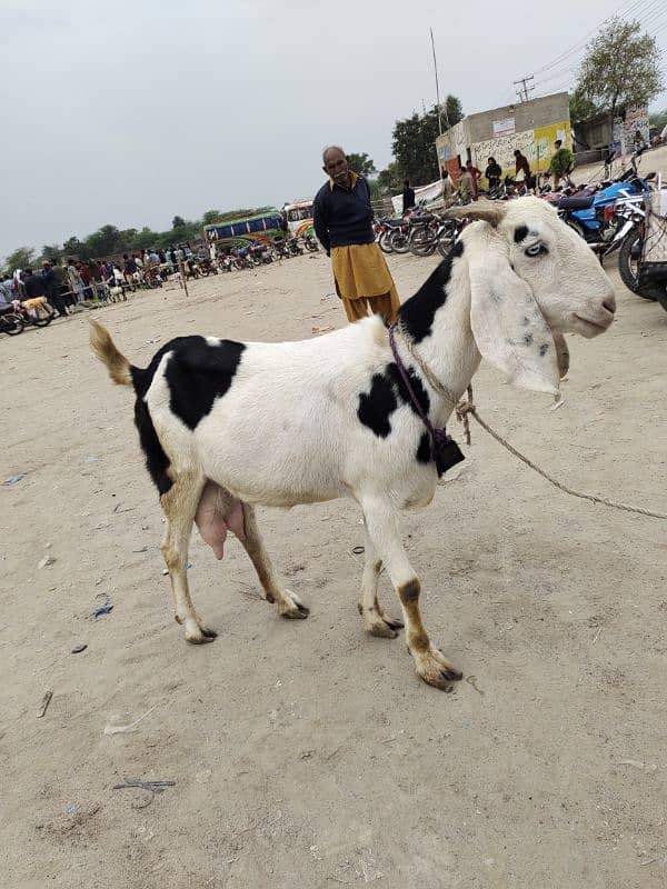 pure dasi bakri 1 ltr dhodh dati ha 4