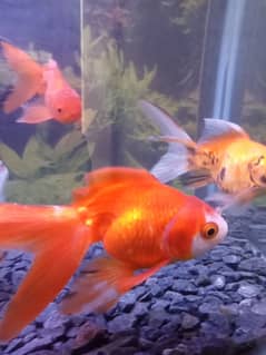 FANCY LOIN HEAD GOLDFISH FOR SELL