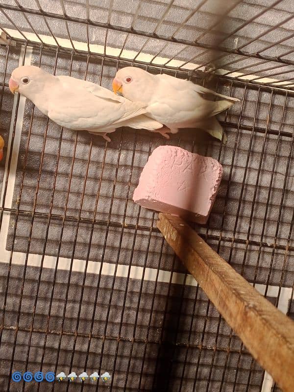 love bird healthy active 0