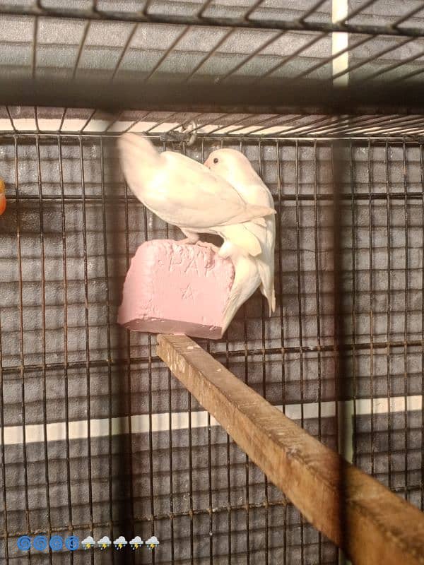love bird healthy active 1