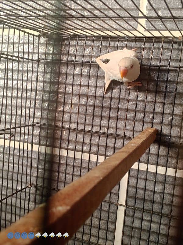 love bird healthy active 4
