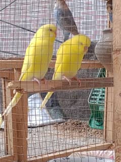 baby budgies