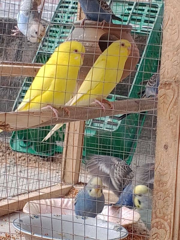 baby budgies 1