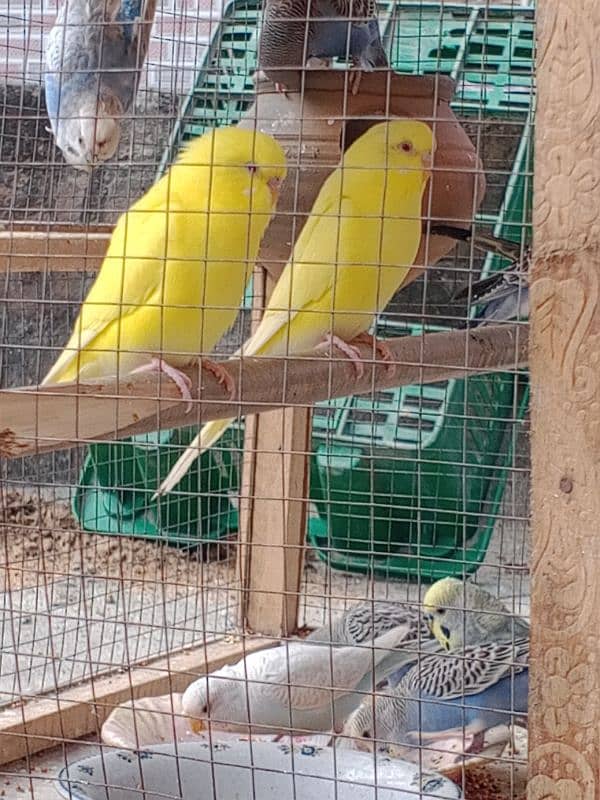 baby budgies 2