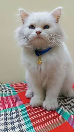 Persian cat for sale blue eyes