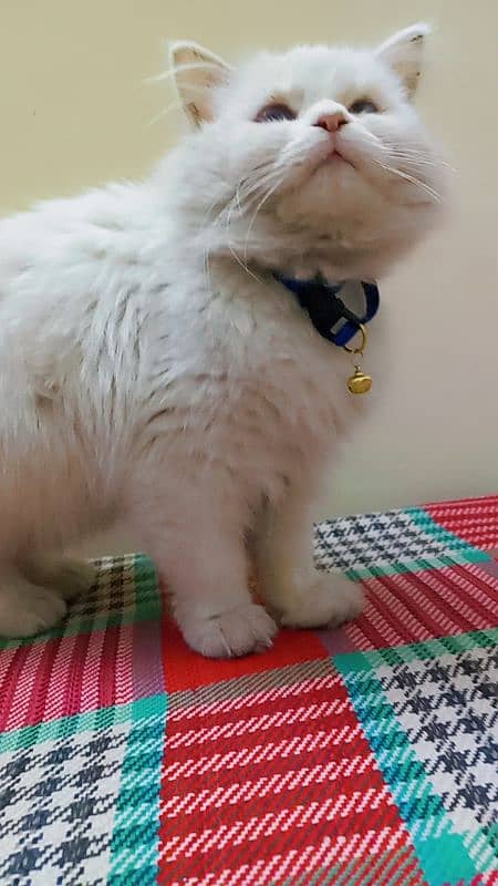 Persian cat for sale blue eyes 1