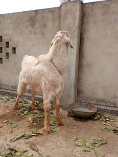 Fresh 2 dant Bakra