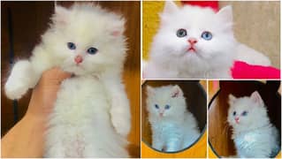 Persian kitten cats