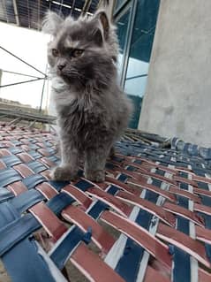 Persian Kitten For Sale