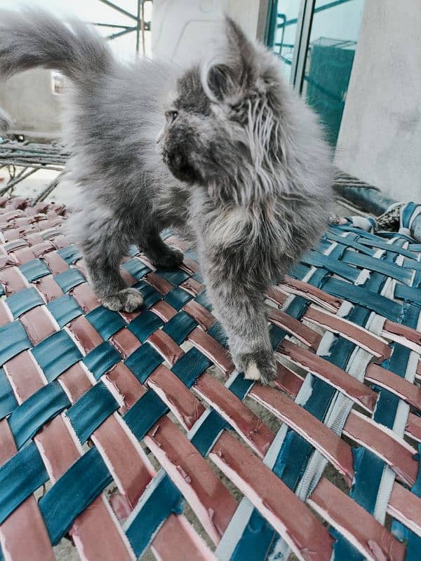 Persian Kitten For Sale 3